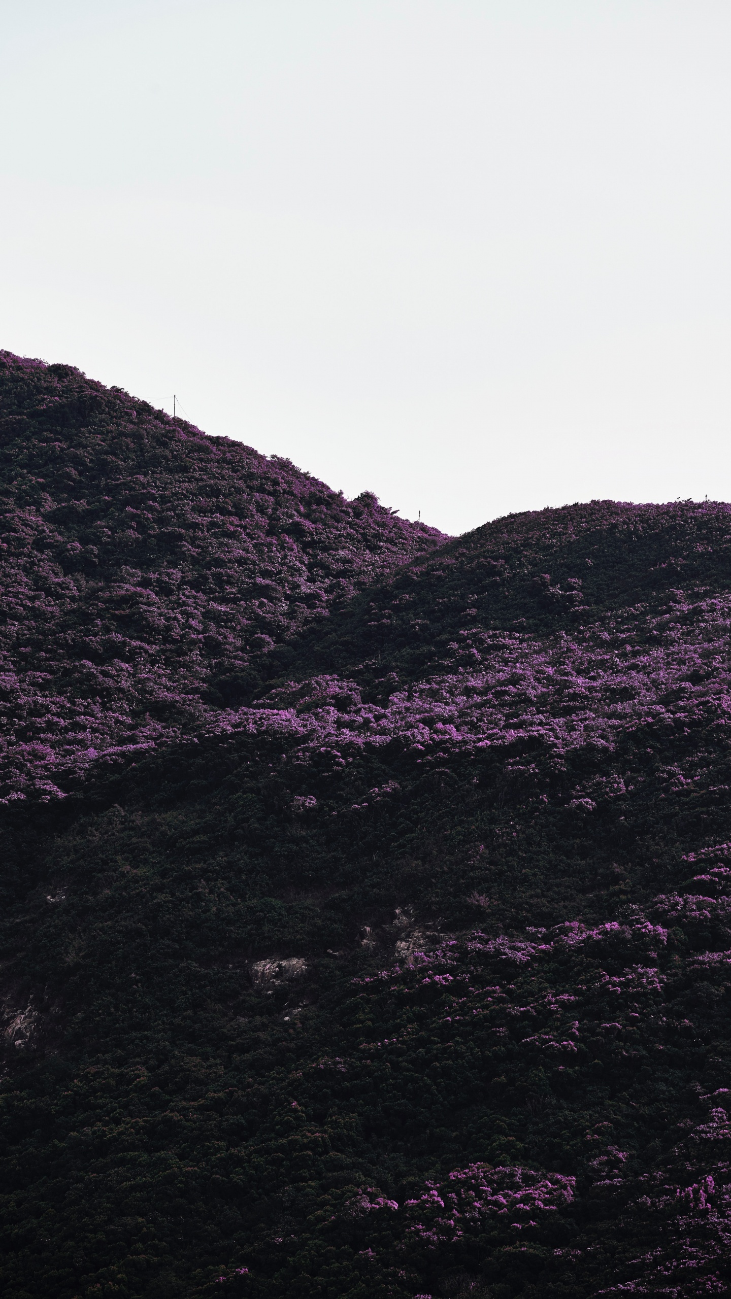 Black, Purple, Highland, Mountainous Landforms, Violet. Wallpaper in 1440x2560 Resolution