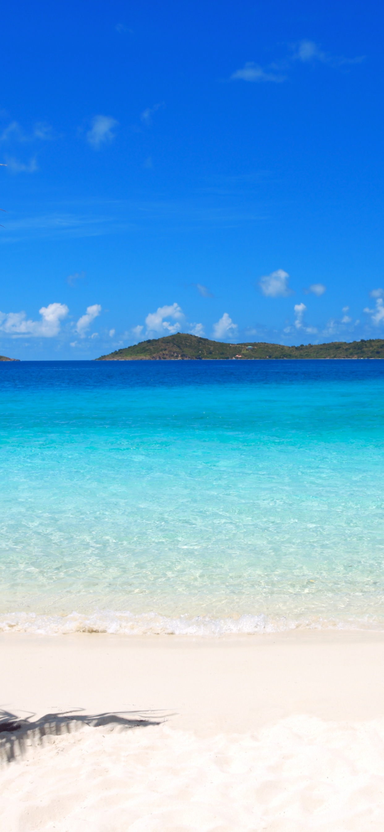 Green Palm Tree on Beach During Daytime. Wallpaper in 1242x2688 Resolution