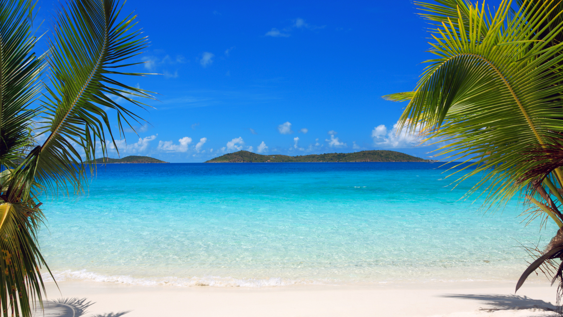 Green Palm Tree on Beach During Daytime. Wallpaper in 1920x1080 Resolution