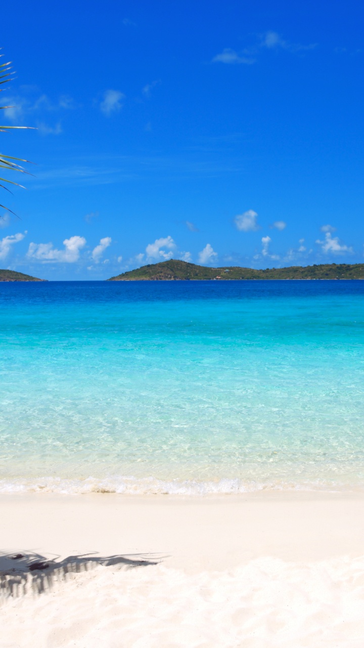 Green Palm Tree on Beach During Daytime. Wallpaper in 720x1280 Resolution