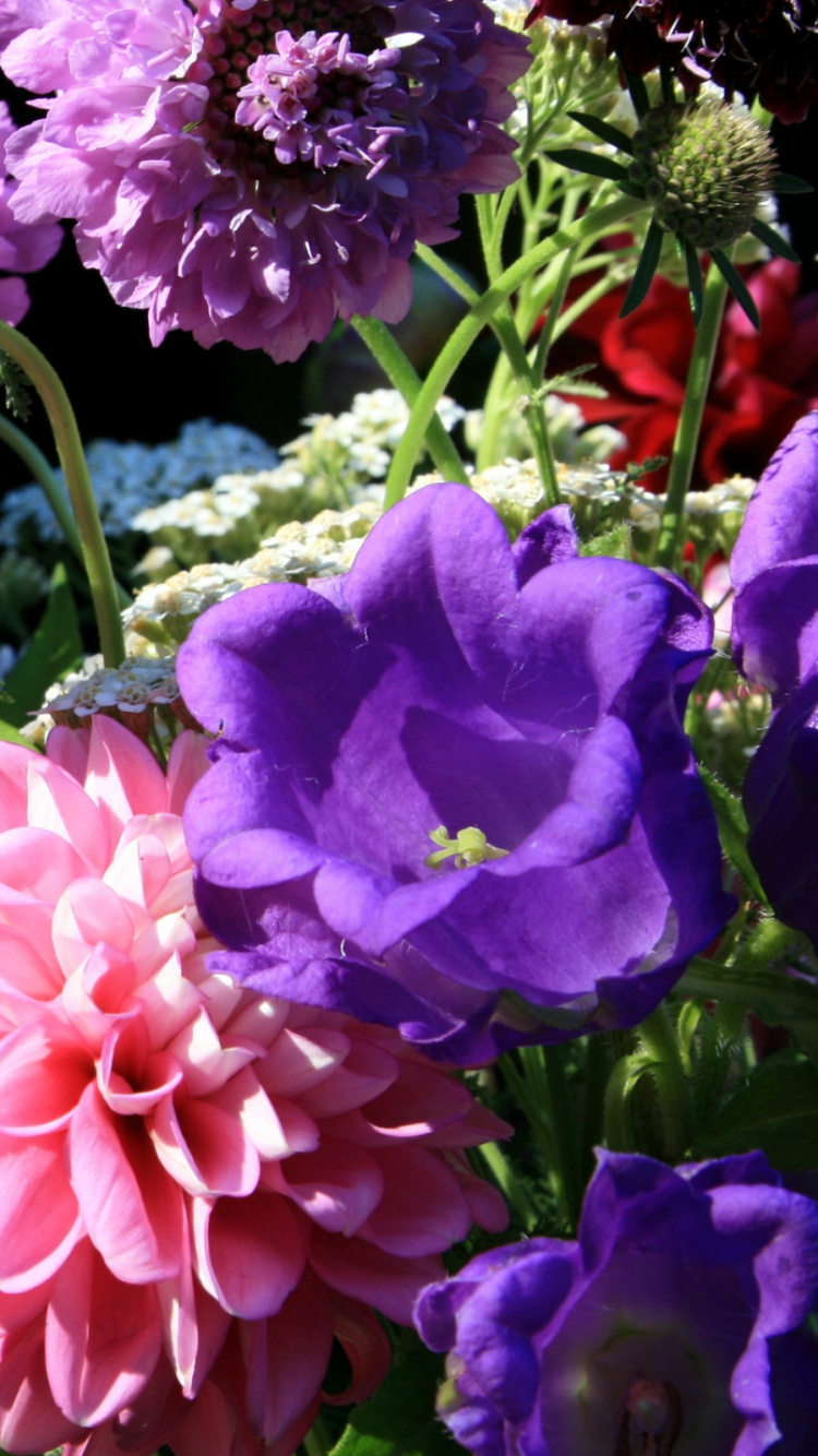 Pink and White Flowers With Green Leaves. Wallpaper in 750x1334 Resolution