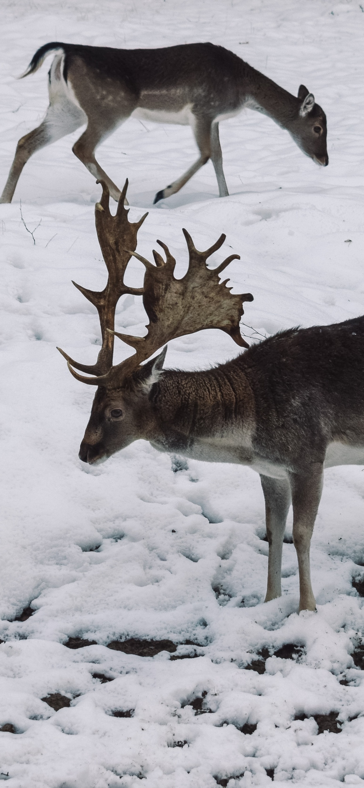 Fauna, Ciervo, Invierno, Congelación, Nieve. Wallpaper in 1242x2688 Resolution