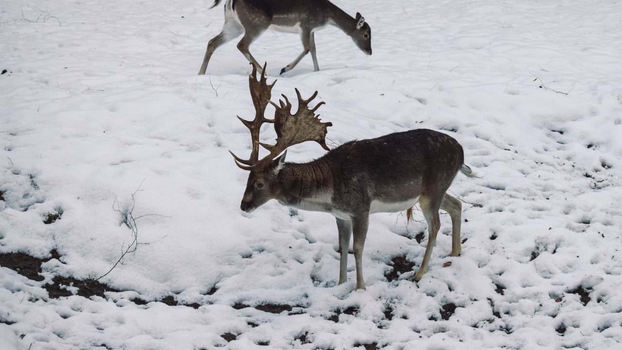 Fauna, Ciervo, Invierno, Congelación, Nieve. Wallpaper in 1280x720 Resolution