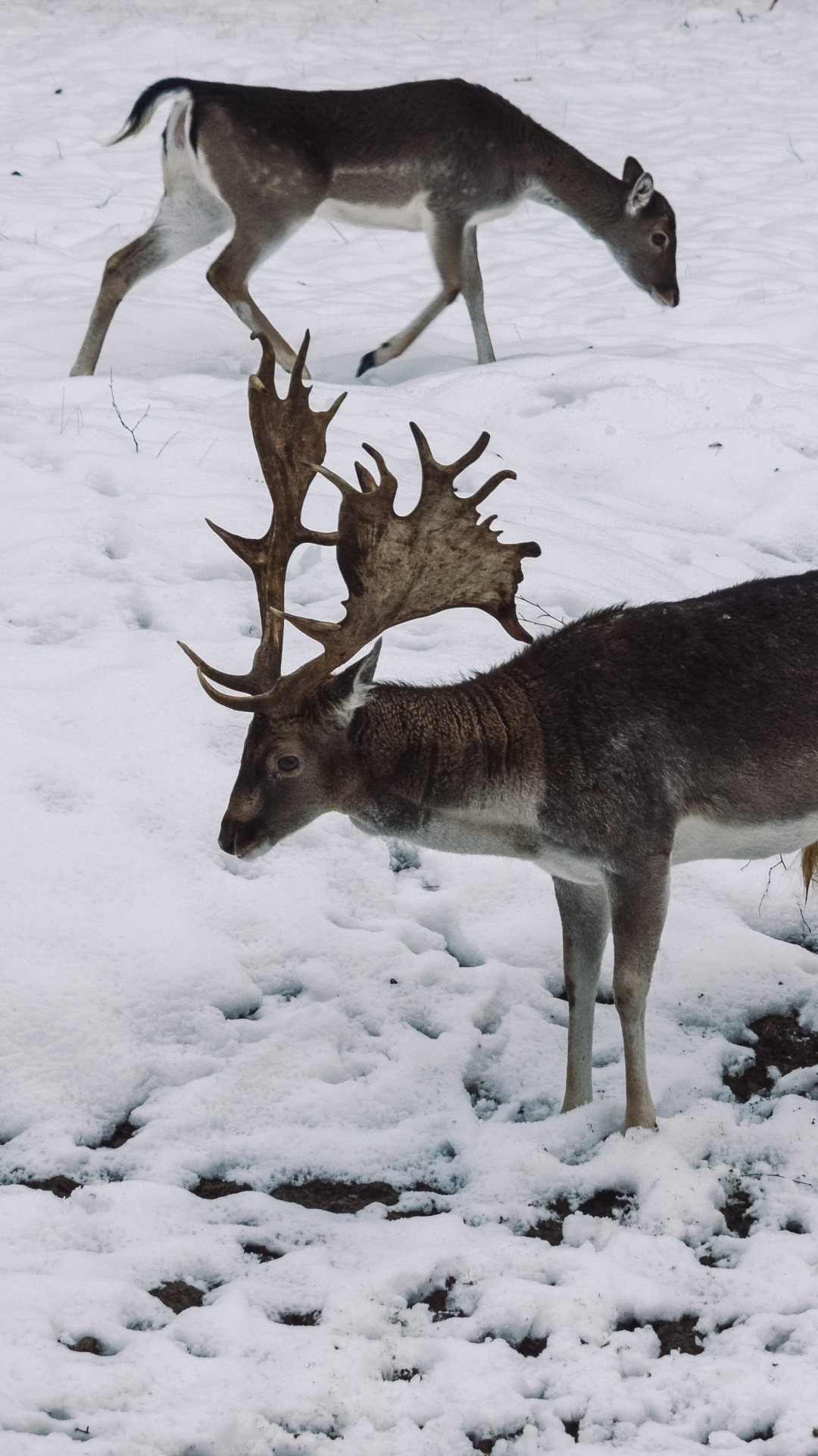 Tierwelt, Hirsch, Winter, Einfrieren, Schnee. Wallpaper in 1080x1920 Resolution