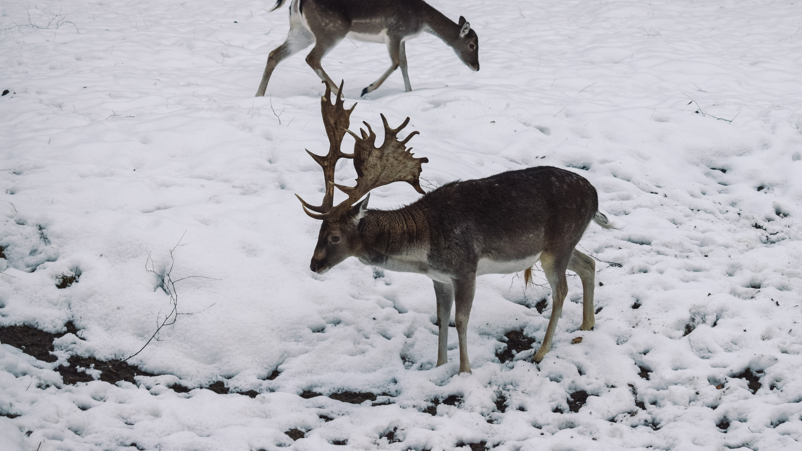 Tierwelt, Hirsch, Winter, Einfrieren, Schnee. Wallpaper in 2560x1440 Resolution