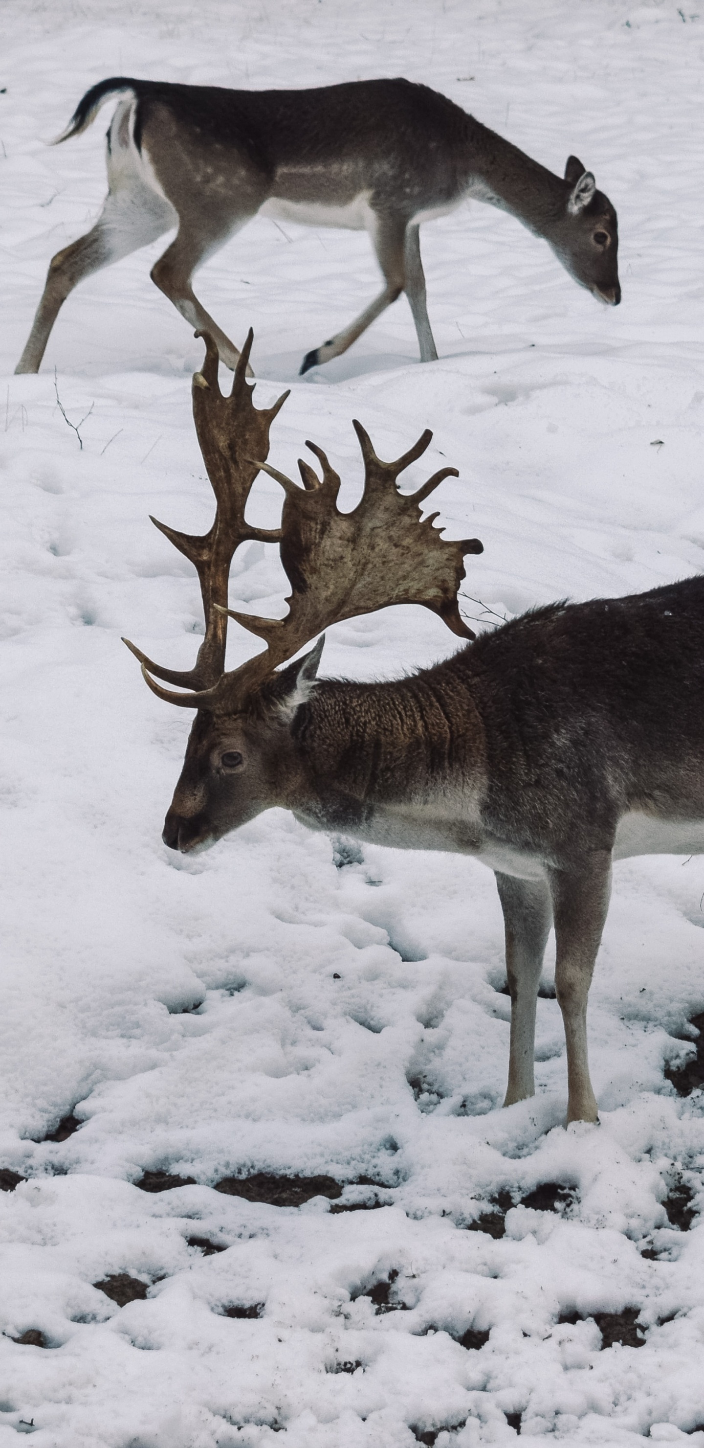 Wildlife, Deer, Winter, Freezing, Snow. Wallpaper in 1440x2960 Resolution
