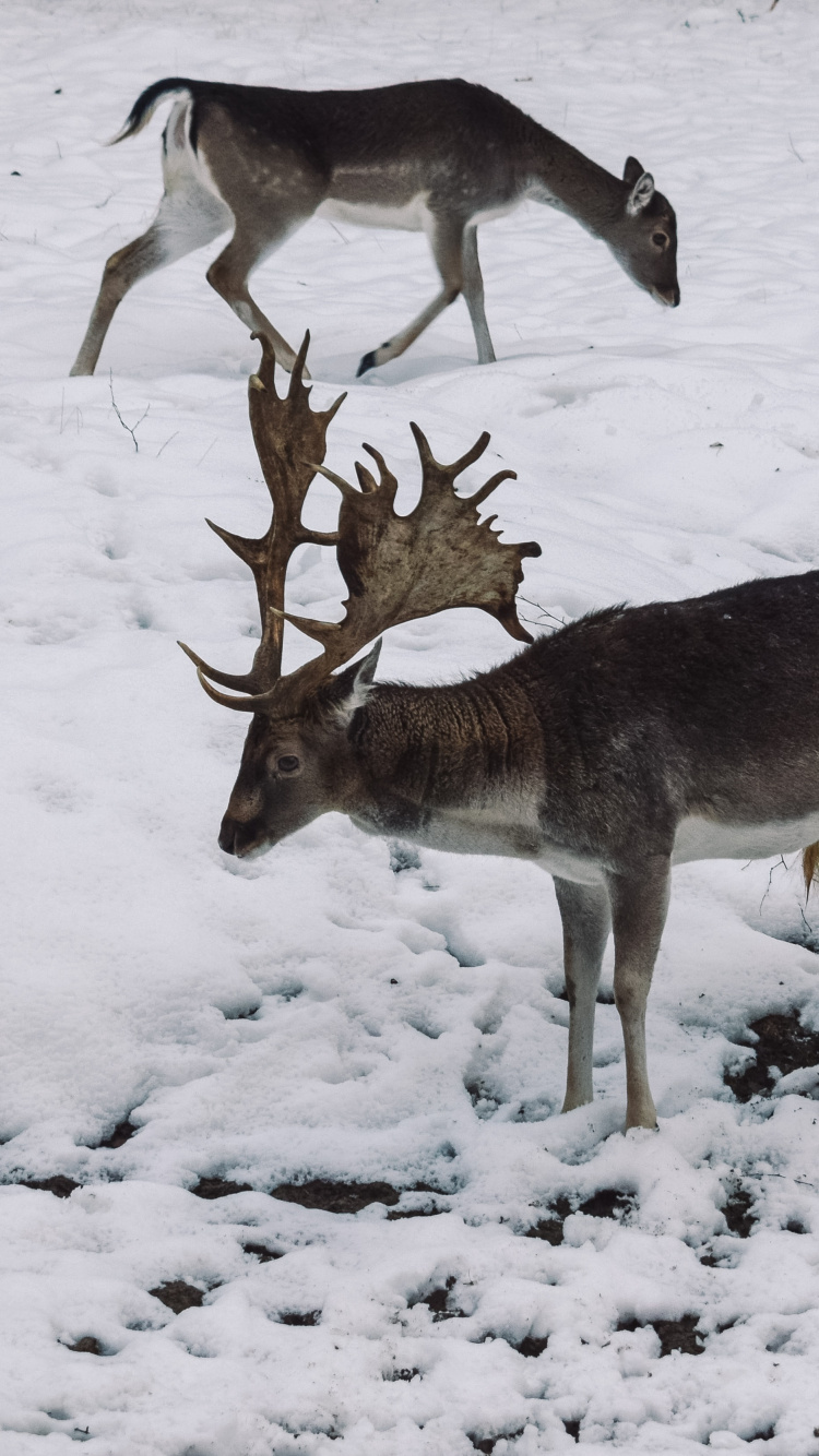 Wildlife, Deer, Winter, Freezing, Snow. Wallpaper in 750x1334 Resolution