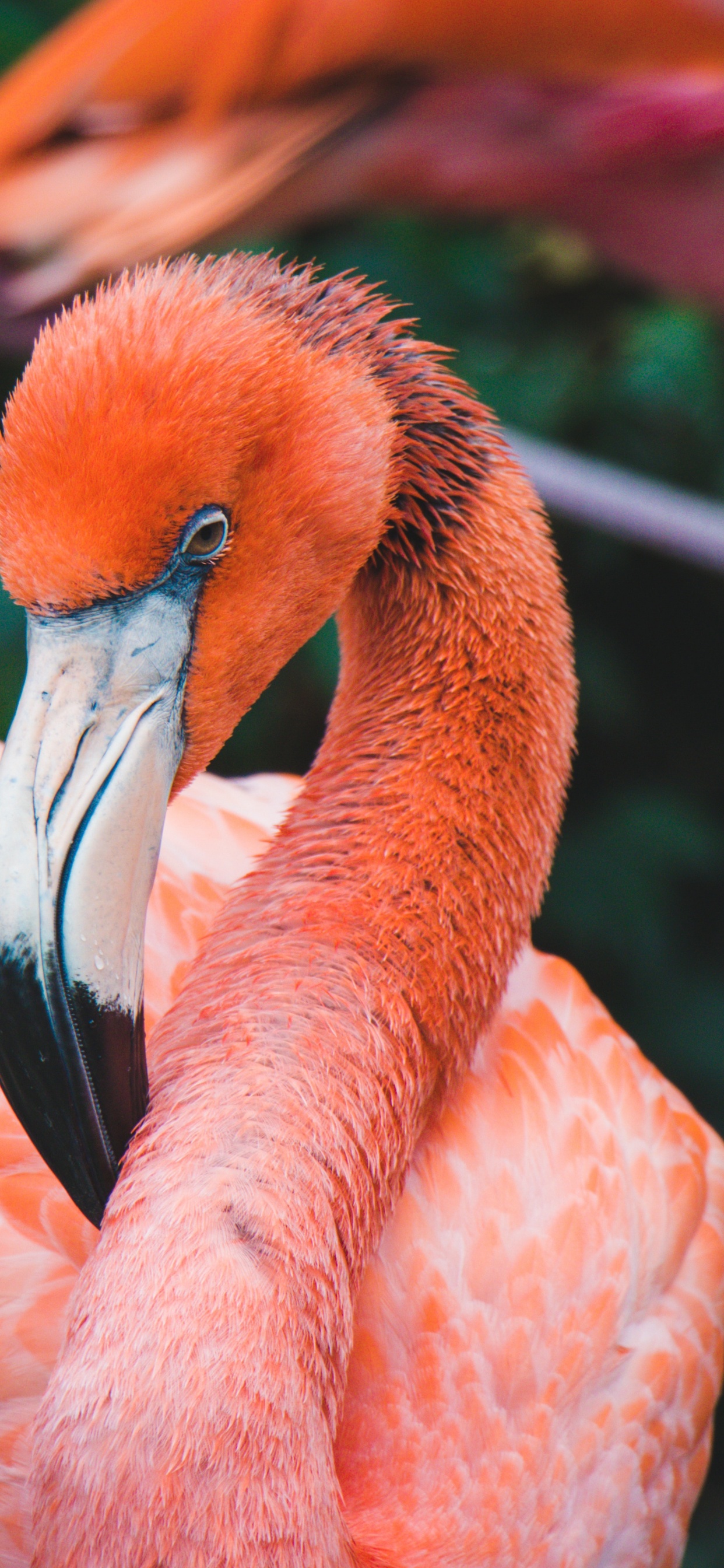 Flamant Rose Sur L'herbe Verte Pendant la Journée. Wallpaper in 1242x2688 Resolution