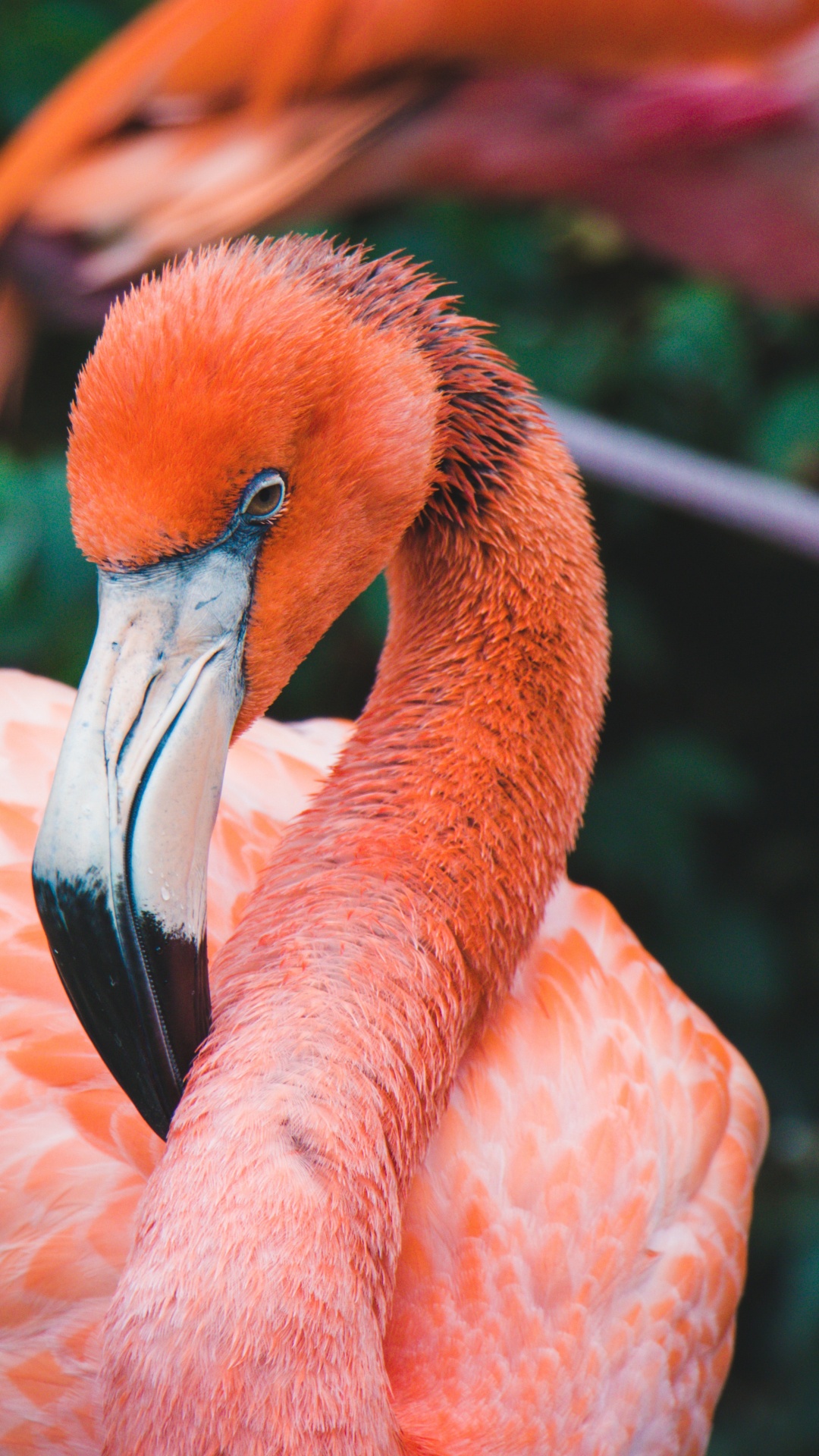 Pink Flamingo on Green Grass During Daytime. Wallpaper in 1080x1920 Resolution