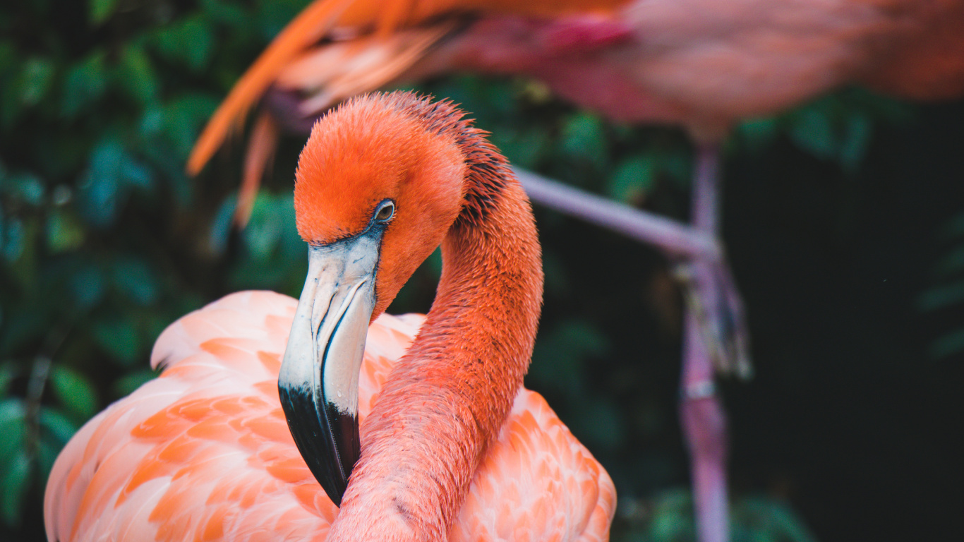 Pink Flamingo on Green Grass During Daytime. Wallpaper in 1366x768 Resolution