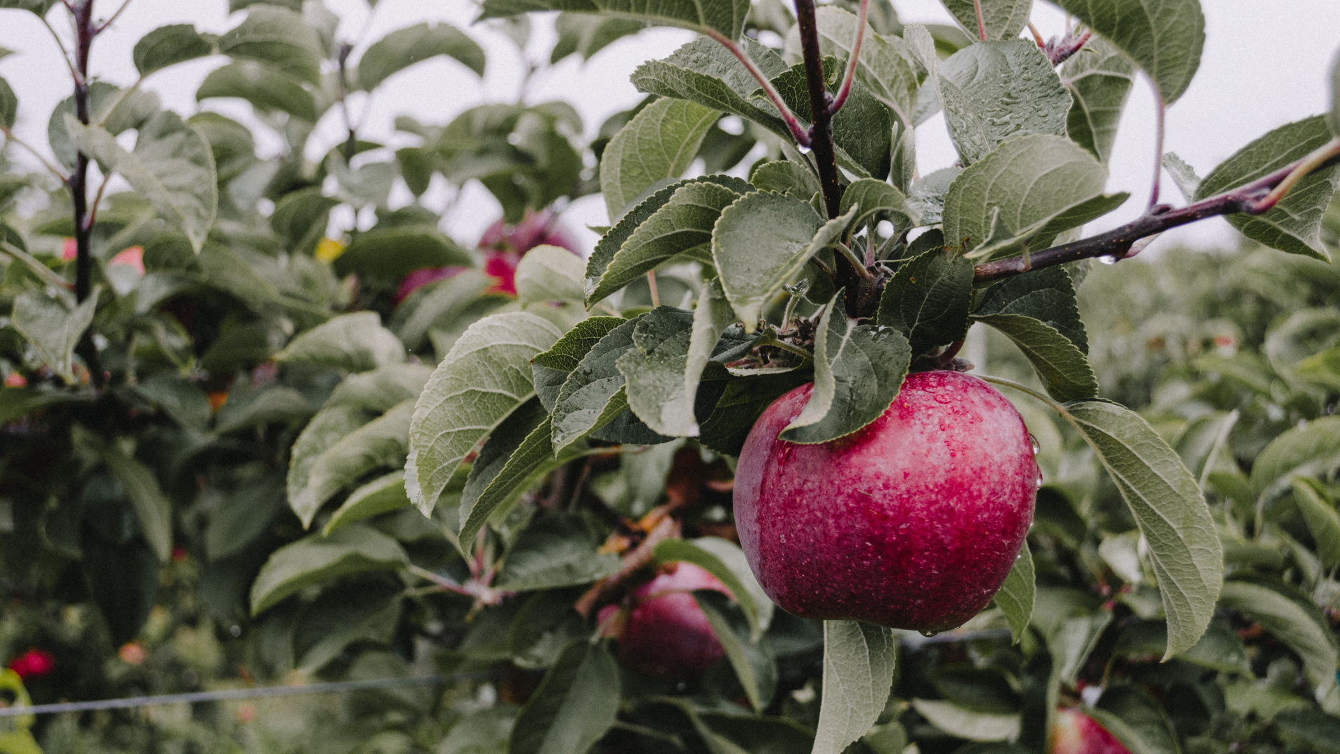 Red Apple Fruit on Green Leaves During Daytime. Wallpaper in 1920x1080 Resolution