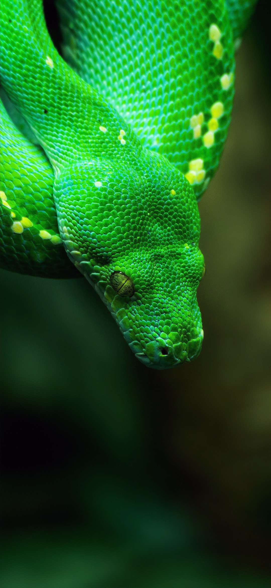 Reptile Photos Download The BEST Free Reptile Stock Photos  HD Images