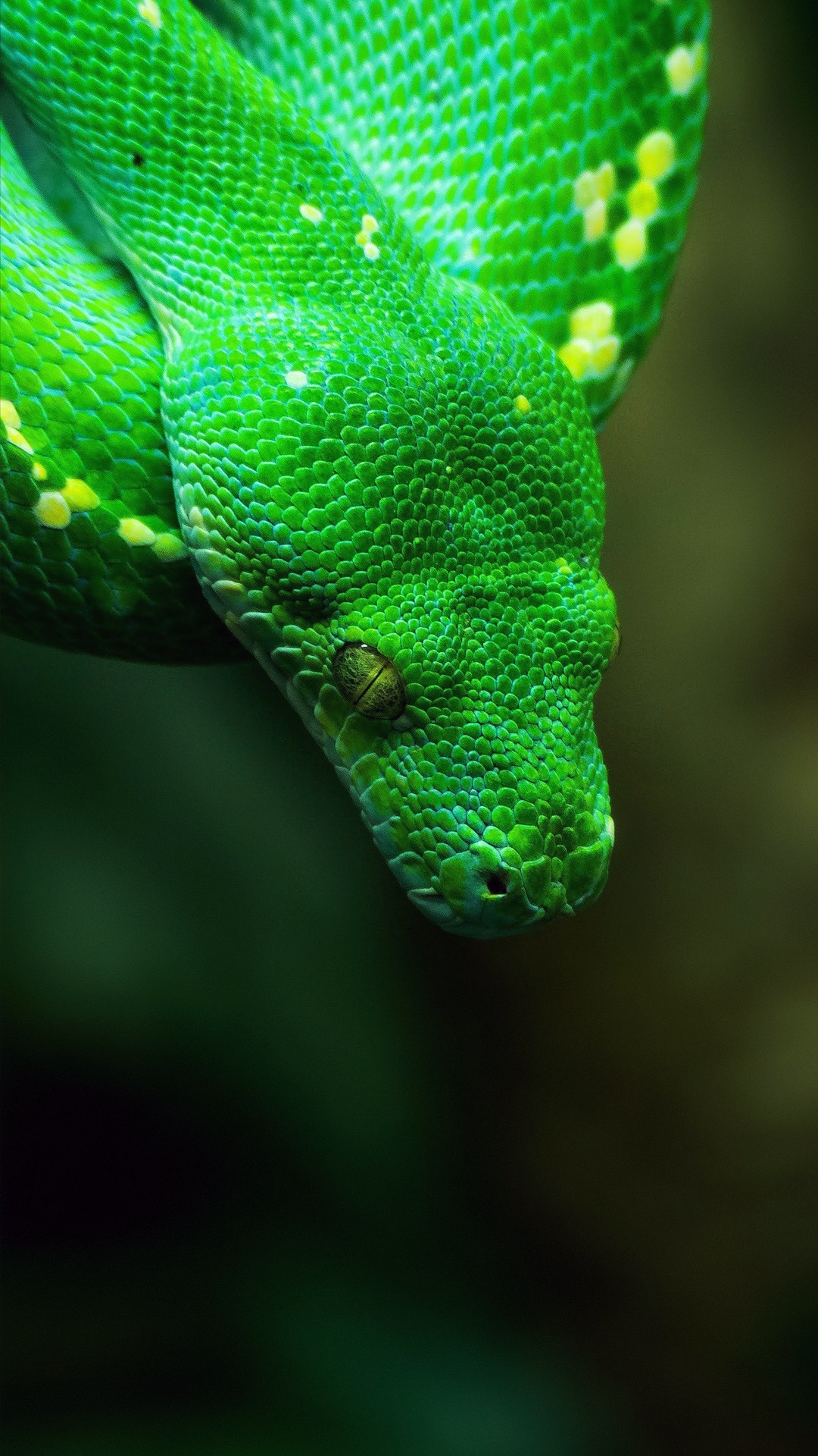 de Cerca, Mamba Verde Occidental, Pitón, Reptil, Escala de Reptiles. Wallpaper in 1080x1920 Resolution