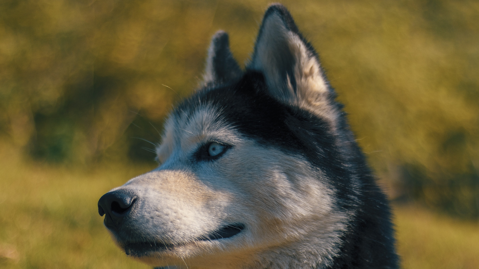 Husky Sibérien Noir et Blanc. Wallpaper in 1920x1080 Resolution