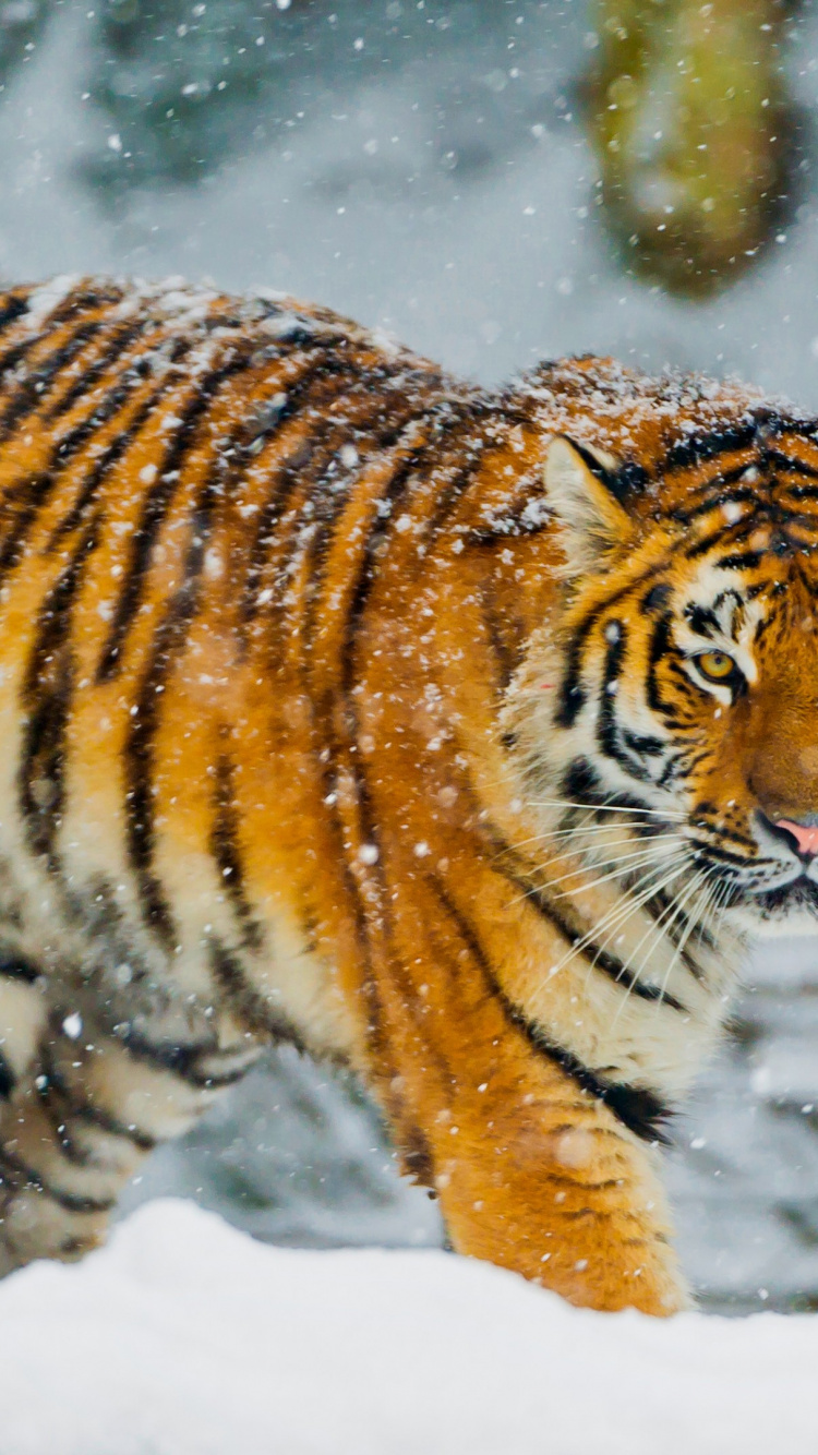 Tigre Blanco, Tigre de Bengala, Tigre Siberiano, Nieve, Tigre. Wallpaper in 750x1334 Resolution