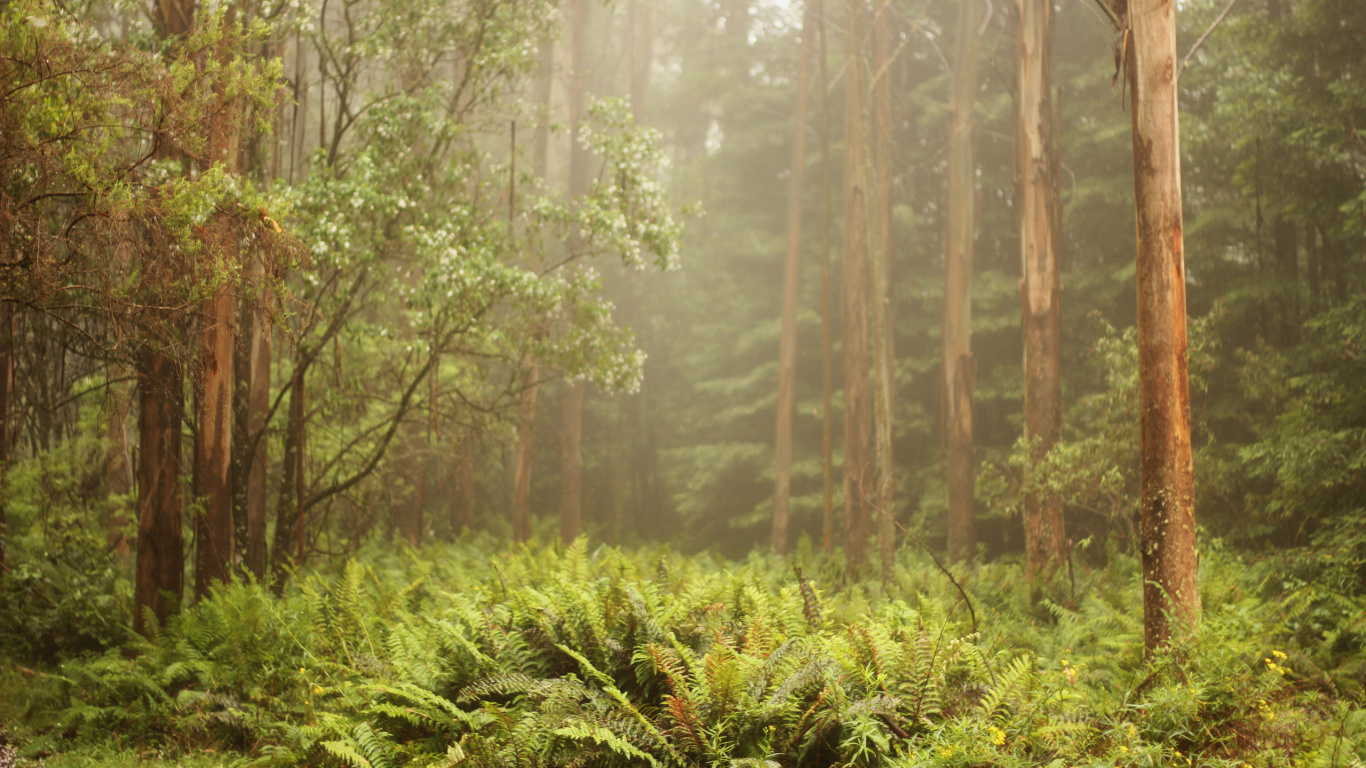 Green Grass and Trees During Daytime. Wallpaper in 1366x768 Resolution