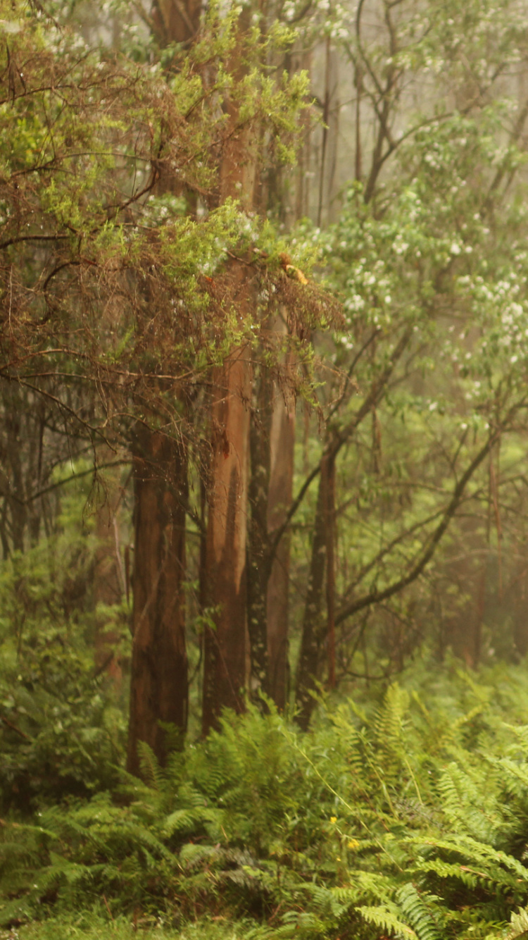 Green Grass and Trees During Daytime. Wallpaper in 750x1334 Resolution