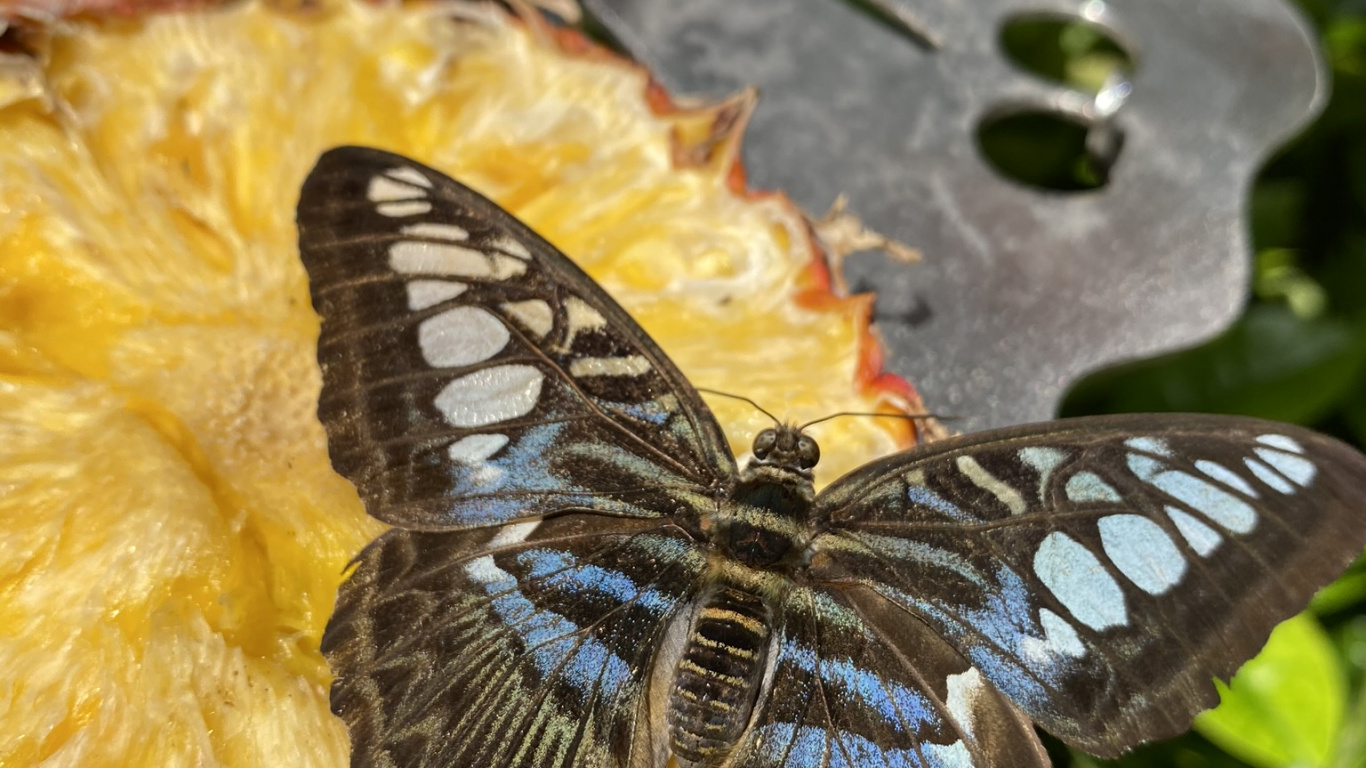 Butterfly on a Rose, Butterflies, Biology, Science, Invertebrate. Wallpaper in 1366x768 Resolution