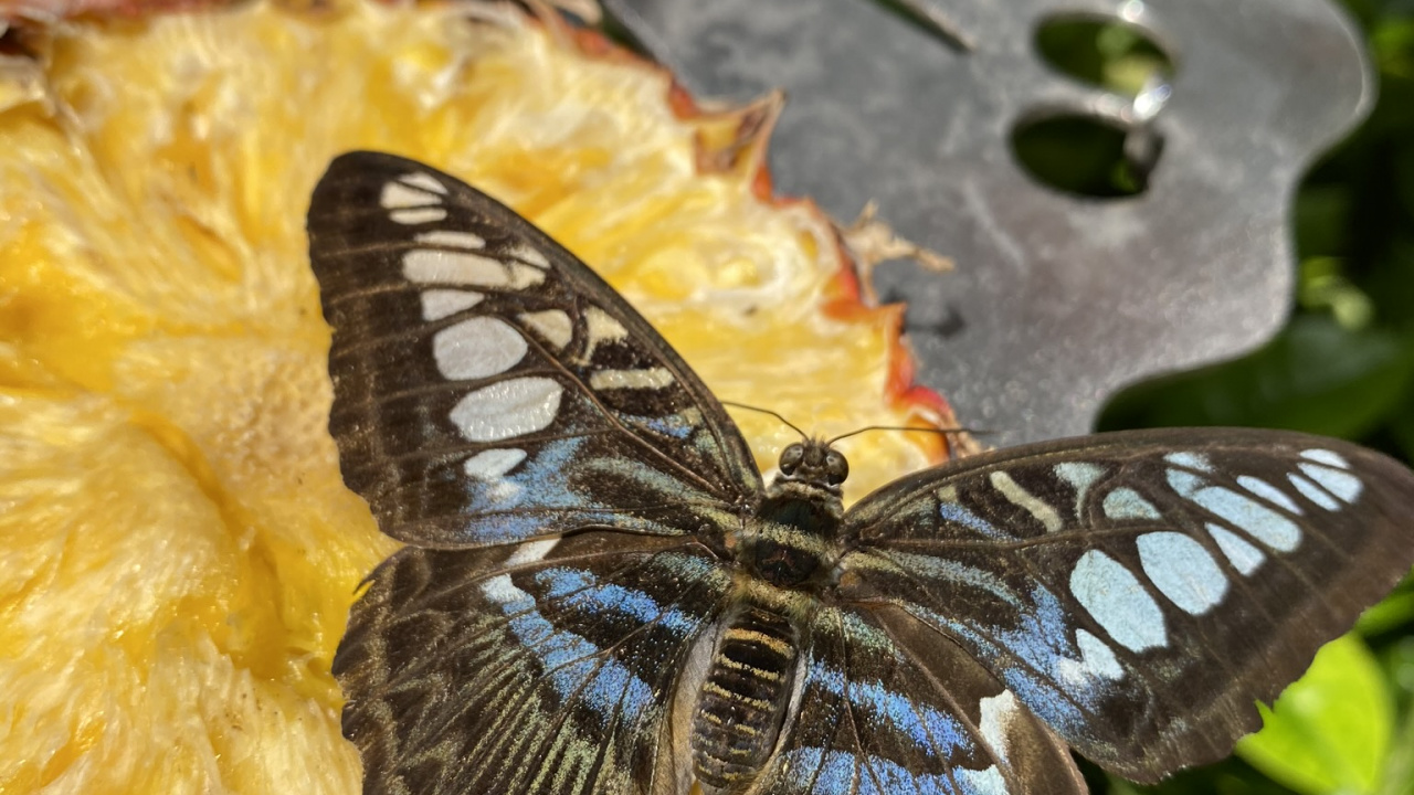 Mariposa en Una Rosa, Las Mariposas, Biología, Ciencia, Artrópodos. Wallpaper in 1280x720 Resolution