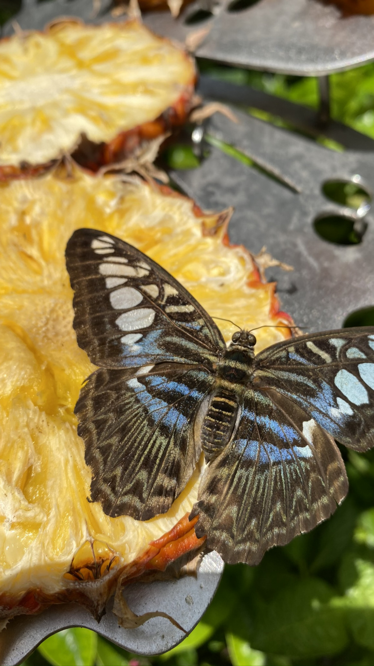 Mariposa en Una Rosa, Las Mariposas, Biología, Ciencia, Artrópodos. Wallpaper in 750x1334 Resolution