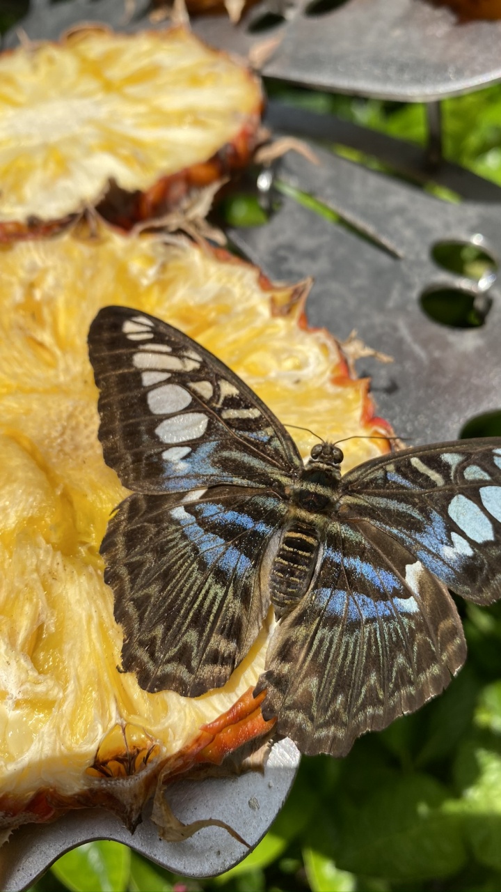 Papillon Sur Une Rose, Biologie, Sciences, Les Arthropodes, Insecte. Wallpaper in 720x1280 Resolution