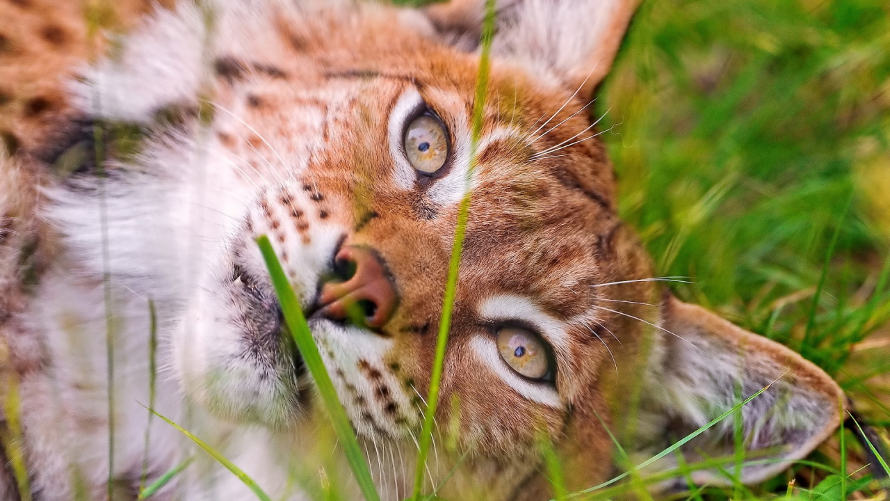 Brown and White Cat Lying on Green Grass During Daytime. Wallpaper in 1280x720 Resolution