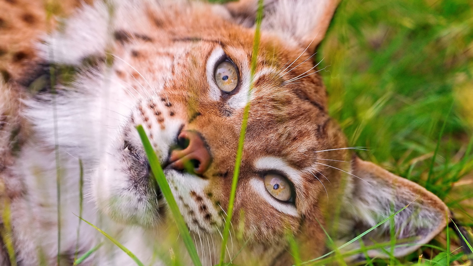 Brown and White Cat Lying on Green Grass During Daytime. Wallpaper in 1920x1080 Resolution