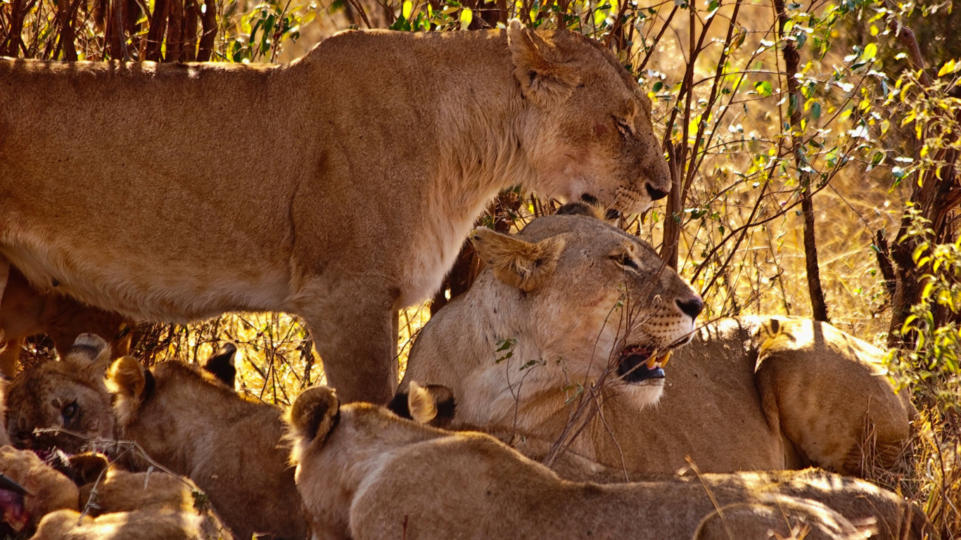 Brown Lioness on Brown Soil During Daytime. Wallpaper in 1366x768 Resolution