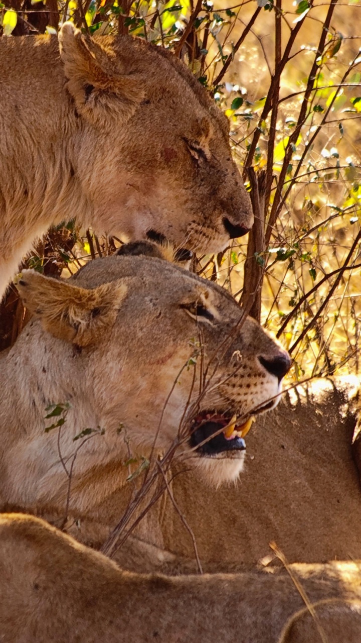 Brown Lioness on Brown Soil During Daytime. Wallpaper in 720x1280 Resolution