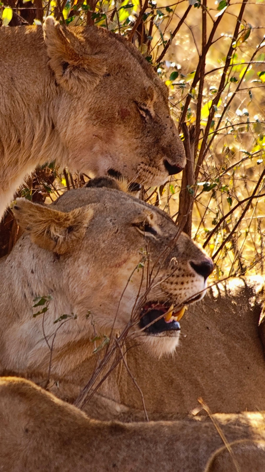 狮子, 老虎, 野生动物, 陆地动物, 小猫 壁纸 1080x1920 允许