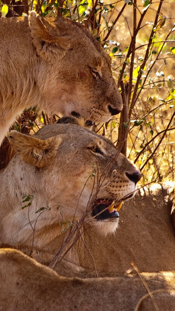 狮子, 老虎, 野生动物, 陆地动物, 小猫 壁纸 720x1280 允许