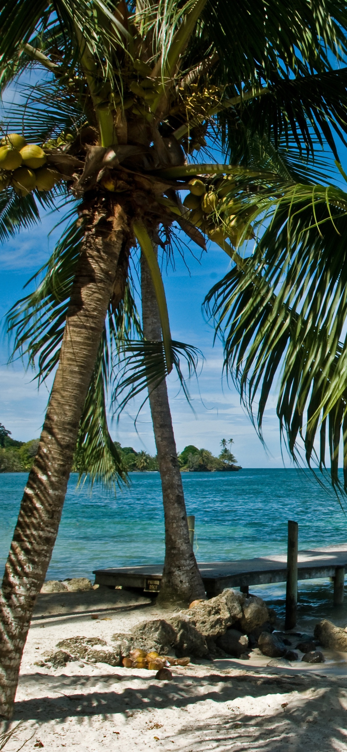 Palmera Cerca Del Cuerpo de Agua Durante el Día.. Wallpaper in 1125x2436 Resolution