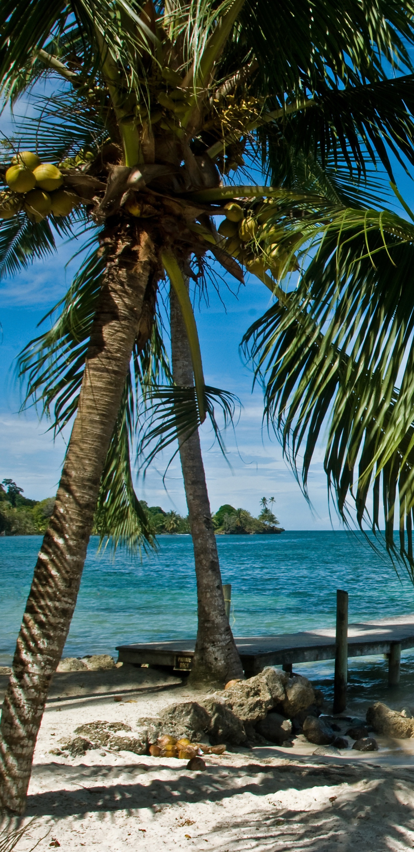 Palm Tree Near Body of Water During Daytime. Wallpaper in 1440x2960 Resolution