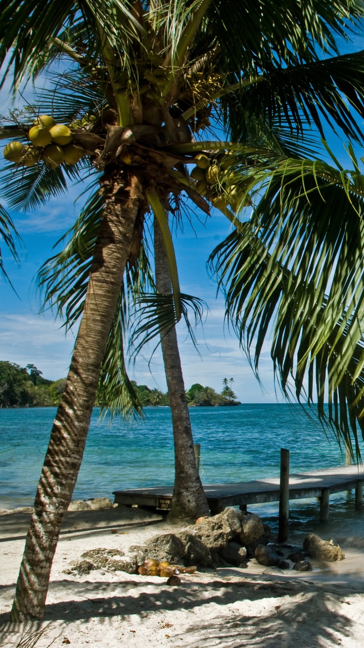 Palm Tree Near Body of Water During Daytime. Wallpaper in 720x1280 Resolution