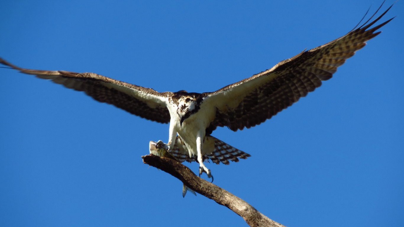 Brown and White Bird on Brown Tree Branch During Daytime. Wallpaper in 1366x768 Resolution