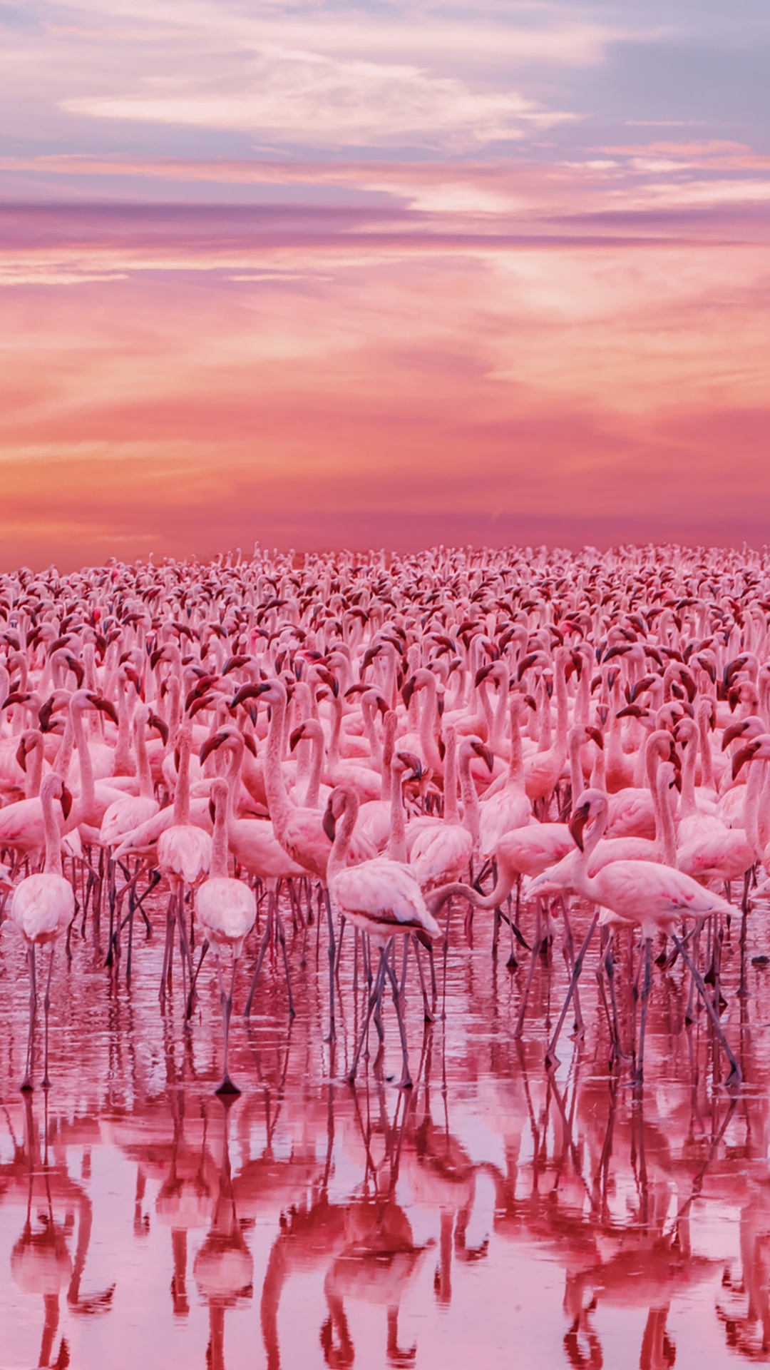 Kenia Flamingo See, See Bogoria, Lake Nakuru, Nakuru, See. Wallpaper in 1080x1920 Resolution