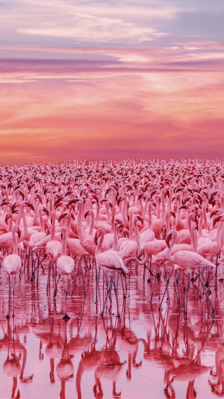 Kenya Flamingo Lake, Lac Bogoria, le Lac Nakuru, Flamingo, Nakuru. Wallpaper in 720x1280 Resolution