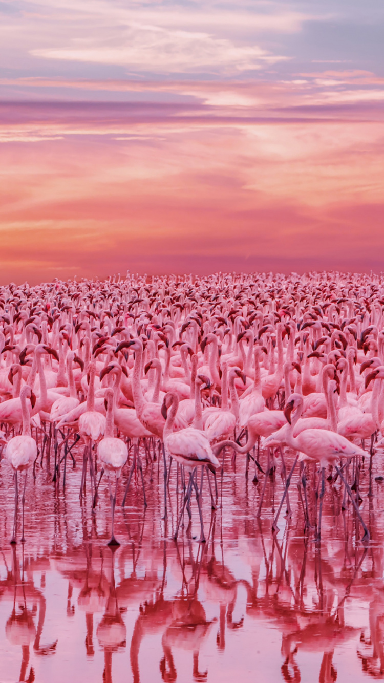 Kenya Flamingo Lake, Lac Bogoria, le Lac Nakuru, Flamingo, Nakuru. Wallpaper in 750x1334 Resolution