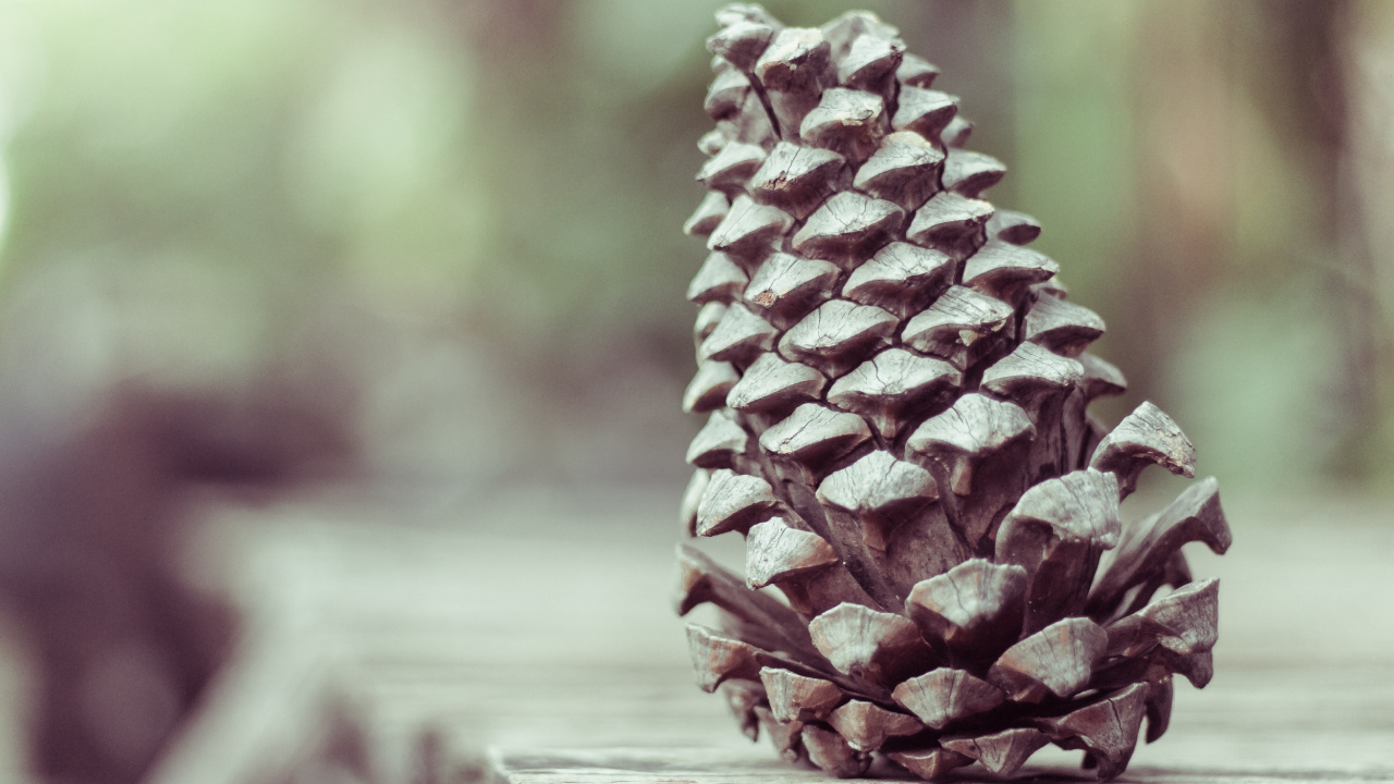 Brown Pine Cone on Brown Wooden Table. Wallpaper in 1280x720 Resolution