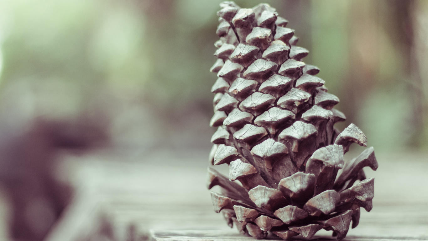 Brown Pine Cone on Brown Wooden Table. Wallpaper in 1366x768 Resolution