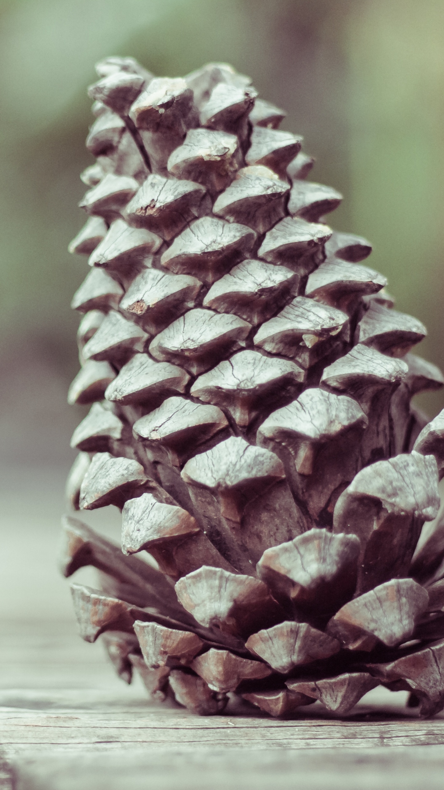 Brown Pine Cone on Brown Wooden Table. Wallpaper in 1440x2560 Resolution