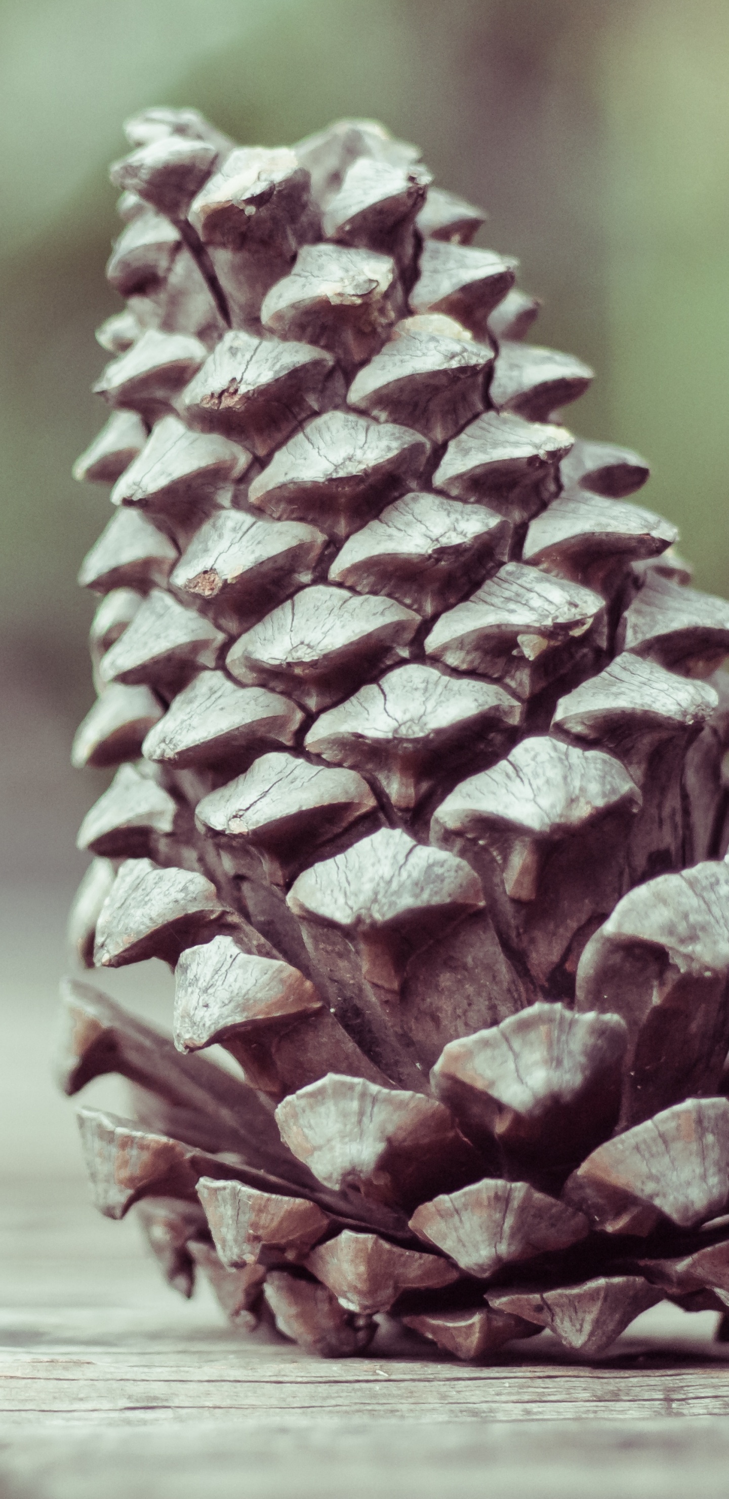 Brown Pine Cone on Brown Wooden Table. Wallpaper in 1440x2960 Resolution
