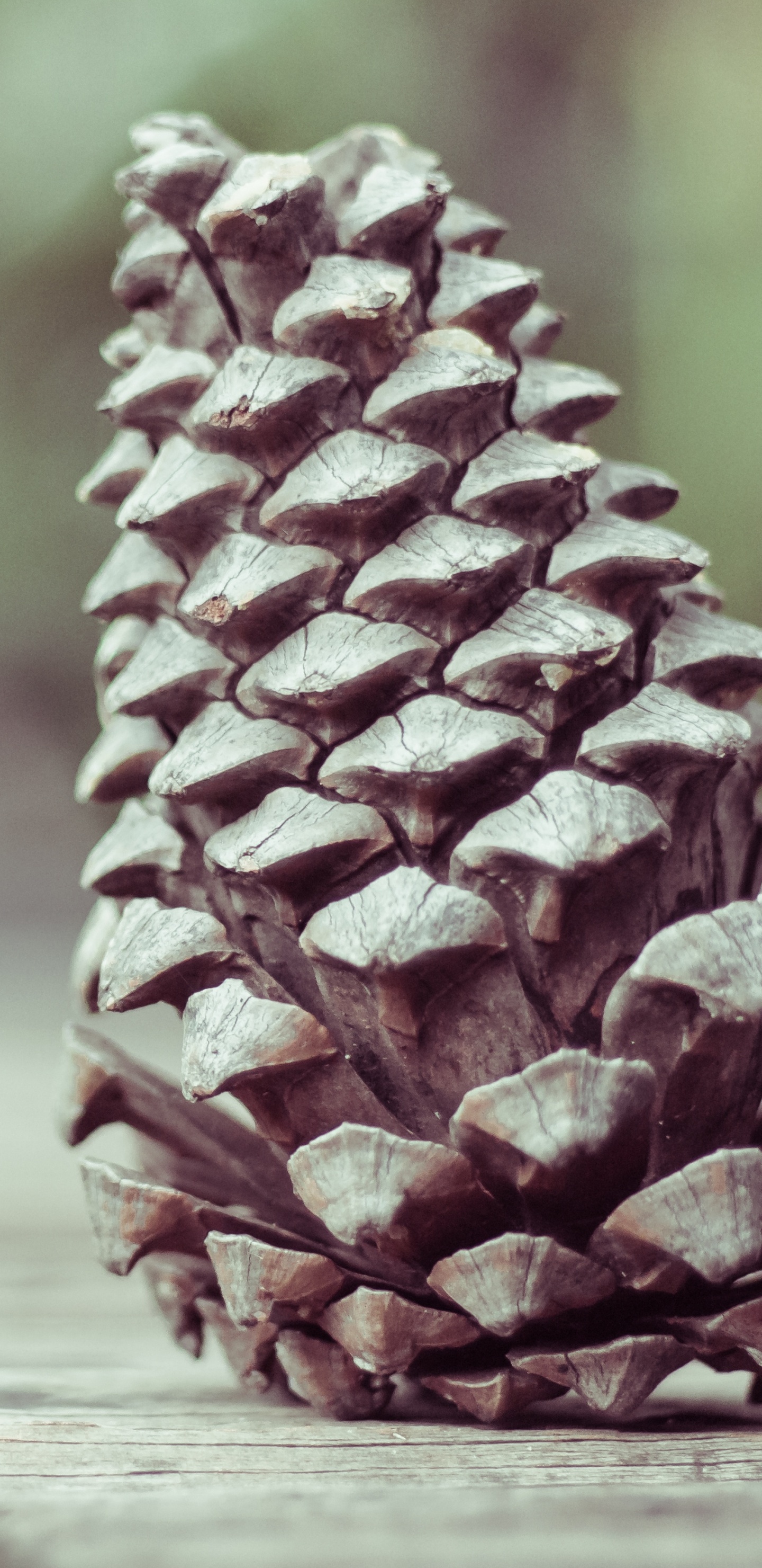 Download 1440x2960 Wallpaper Brown Pine Cone on Brown Wooden Table Brown Pine Cone on Brown Wooden Table. Wallpaper in 1440x2960 Resolution