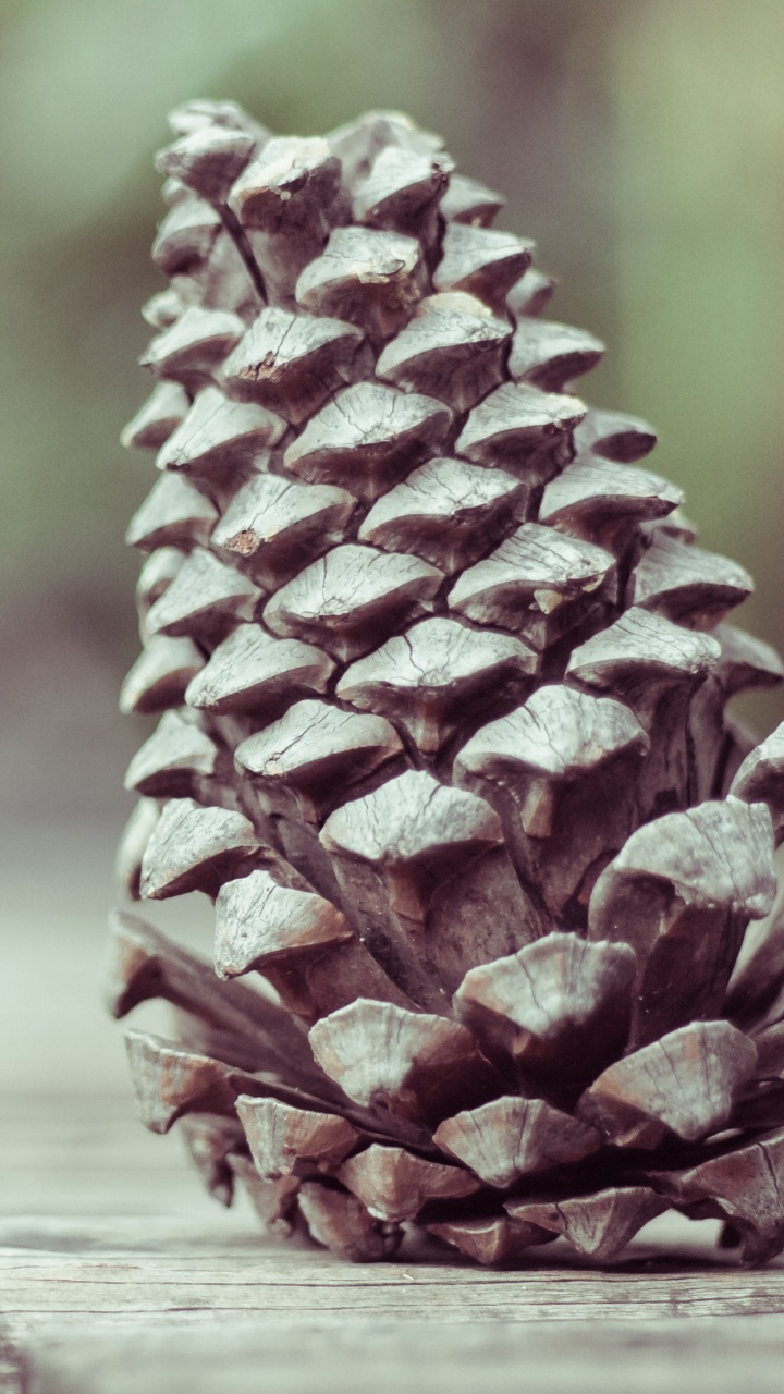 Brown Pine Cone on Brown Wooden Table. Wallpaper in 720x1280 Resolution