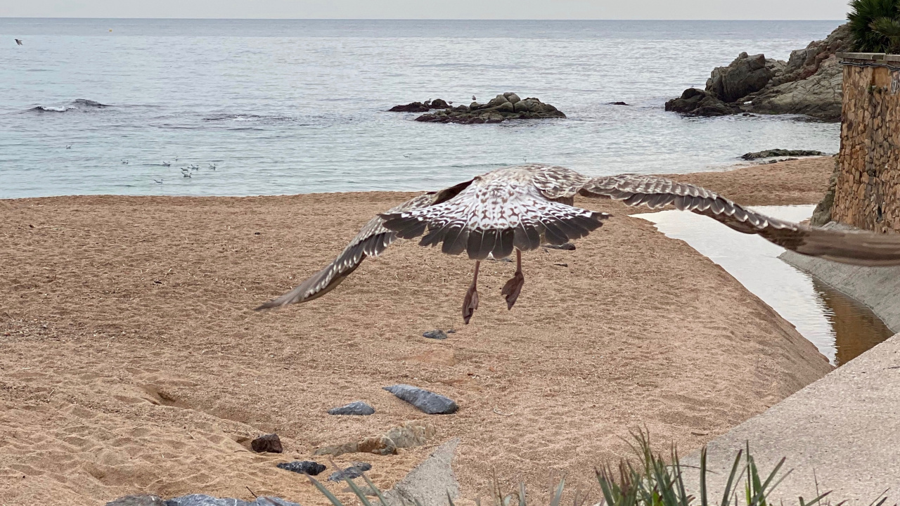 大海, 岸边, 海洋, 海岸, 沙 壁纸 1280x720 允许