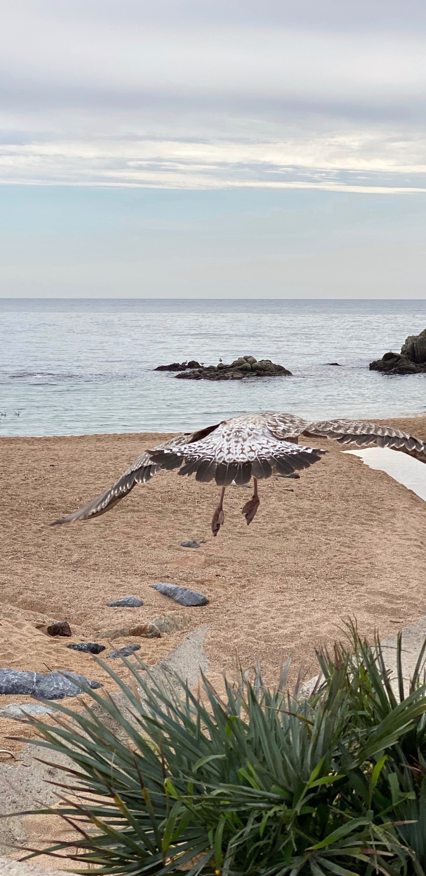 大海, 岸边, 海洋, 海岸, 沙 壁纸 1440x2960 允许