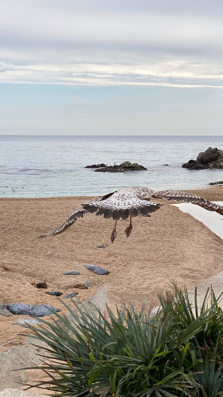 大海, 岸边, 海洋, 海岸, 沙 壁纸 720x1280 允许