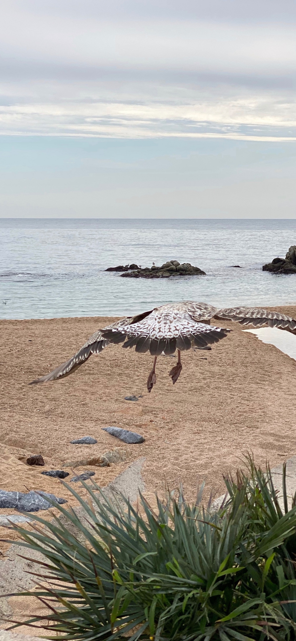 Mar, Orilla, Playa, Oceano, Costa. Wallpaper in 1125x2436 Resolution