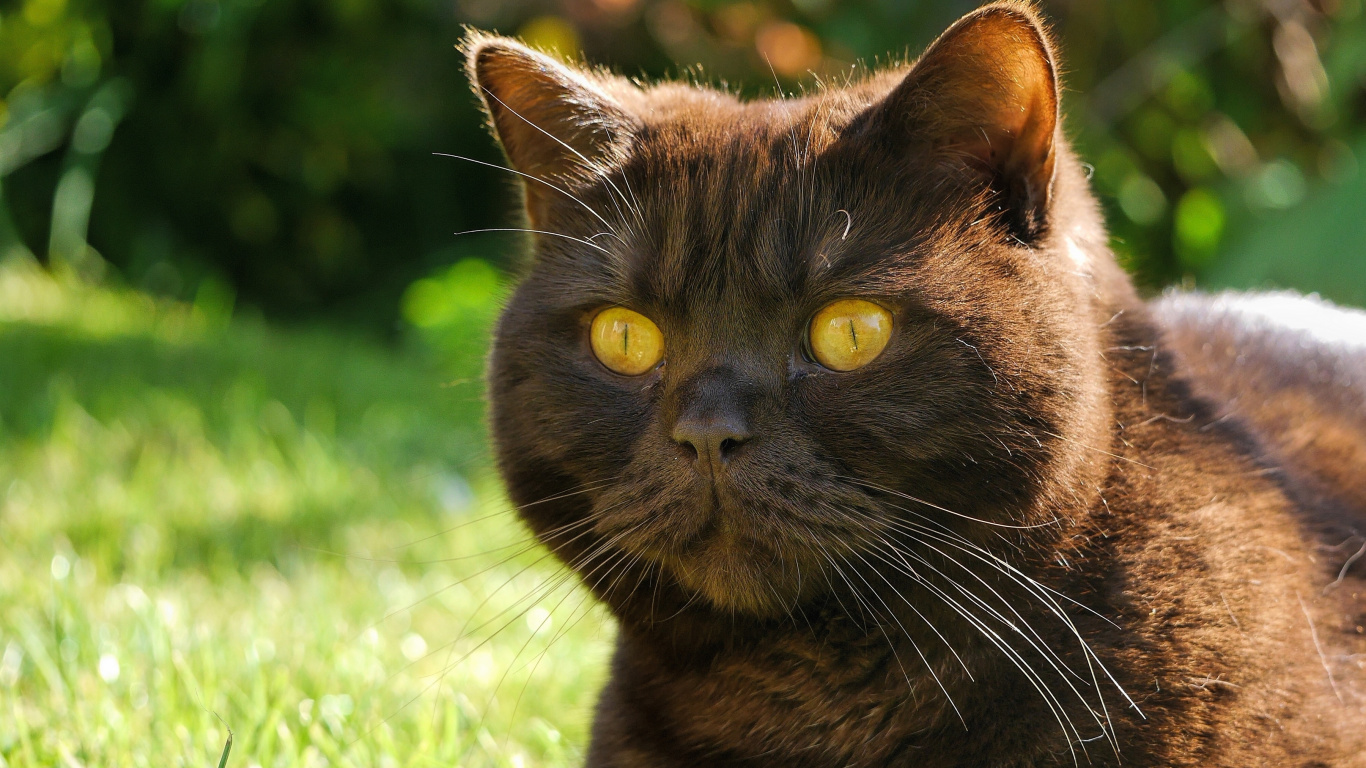 Brown and Black Cat on Green Grass During Daytime. Wallpaper in 1366x768 Resolution