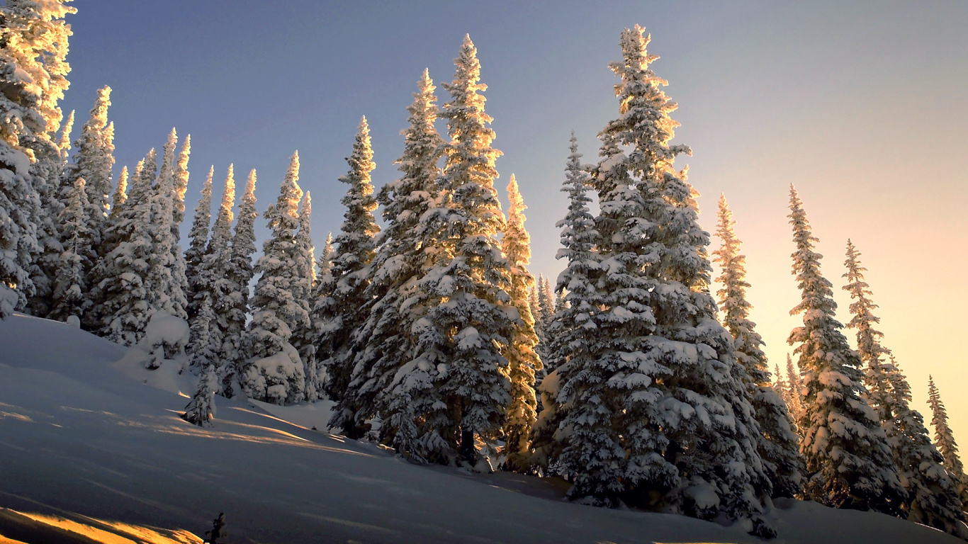 Snow Covered Pine Trees During Daytime. Wallpaper in 1366x768 Resolution